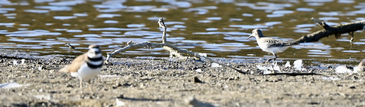 White-rumped Sandpiper - ML644610555