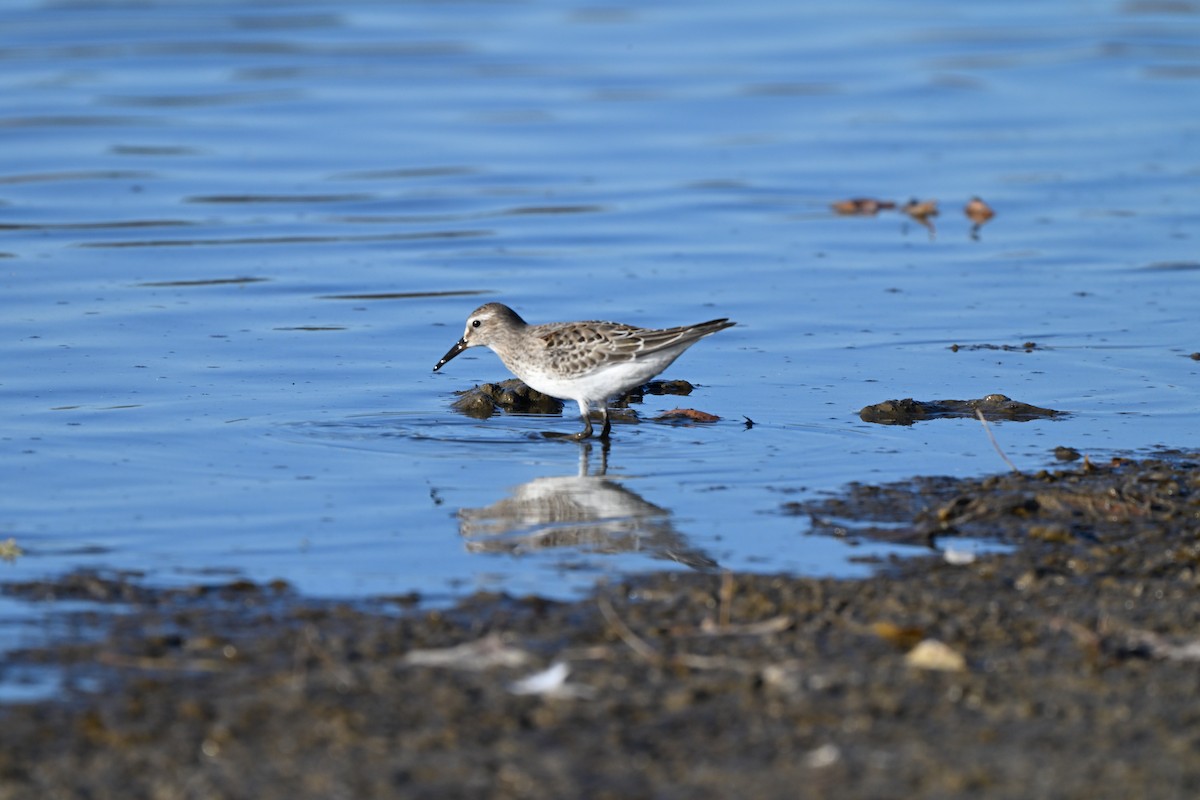 White-rumped Sandpiper - ML644610556
