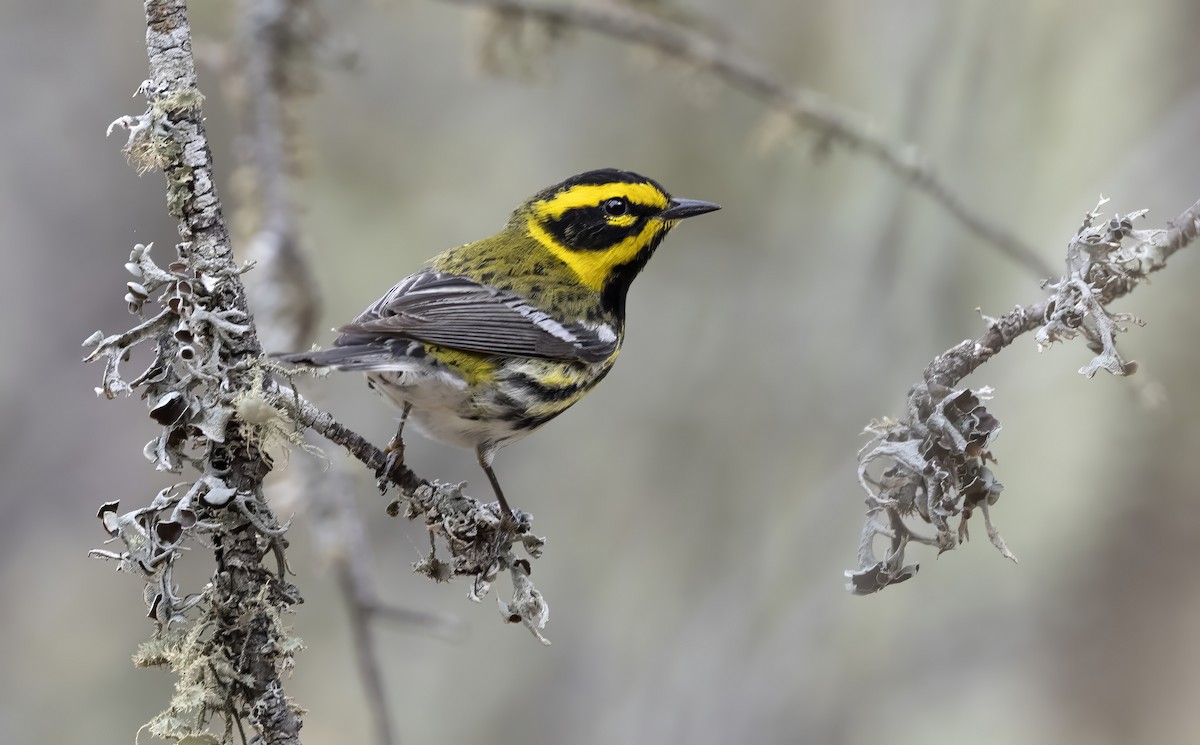 Paruline de Townsend - ML644610557