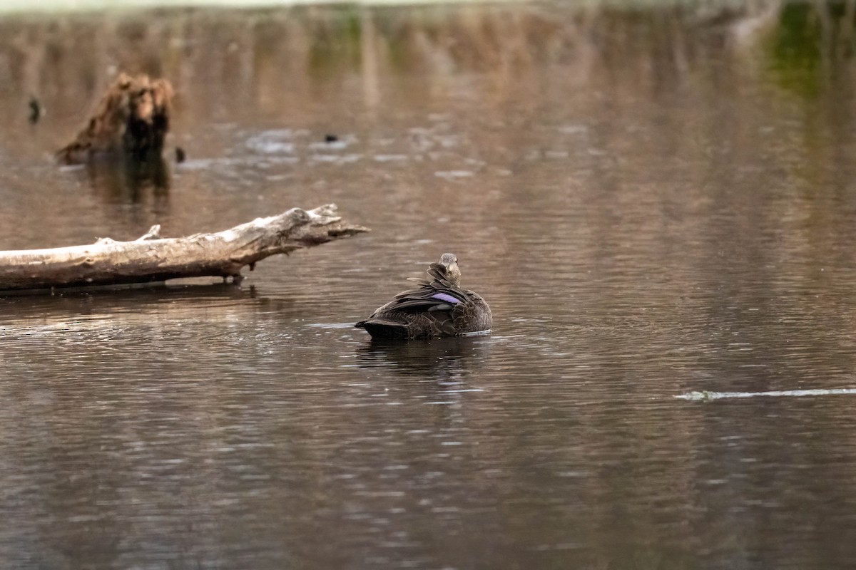 American Black Duck - ML644610559