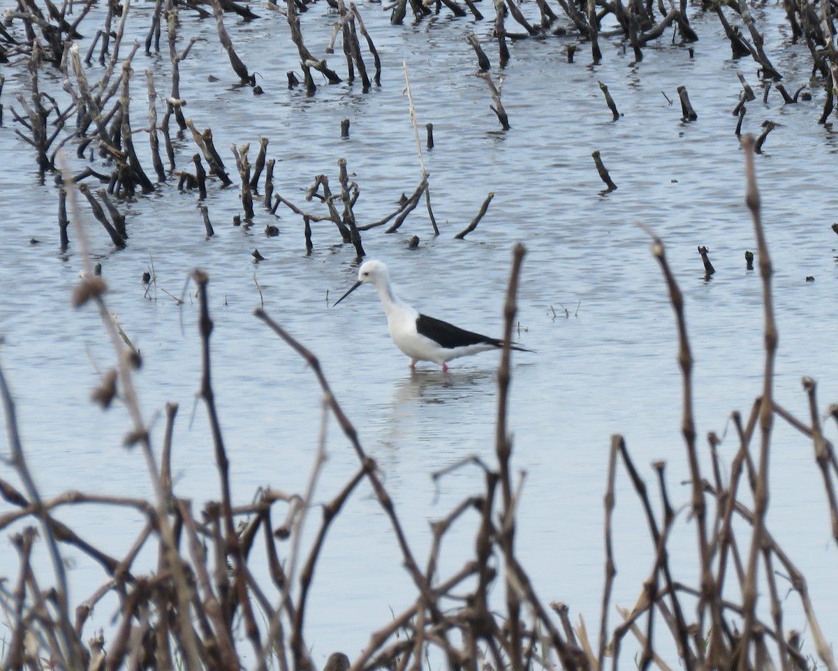 Black-winged Stilt - ML644610564
