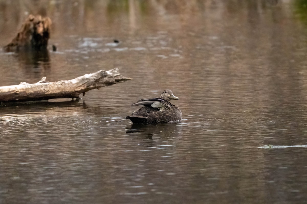 American Black Duck - ML644610569