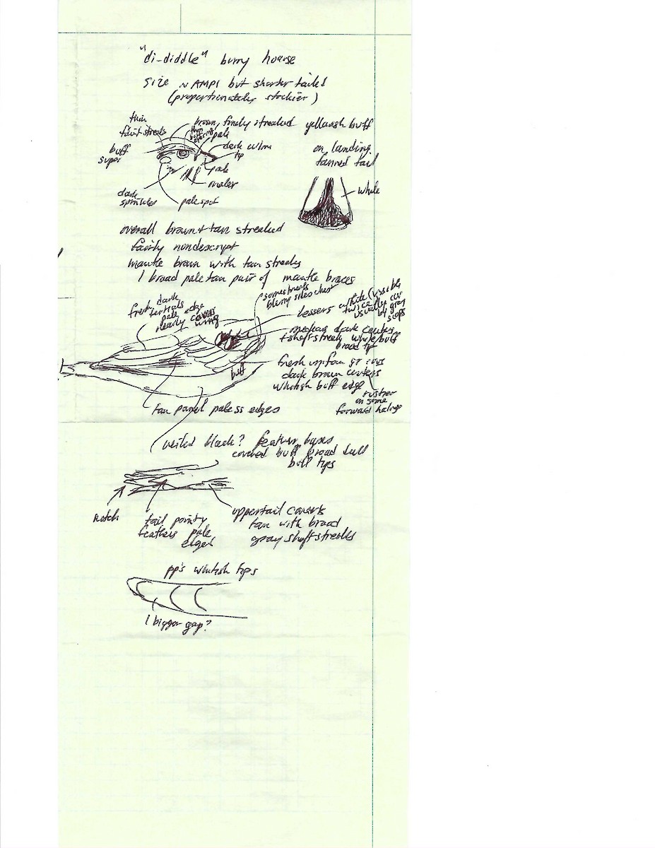 Подорожник чорногрудий - ML644610570