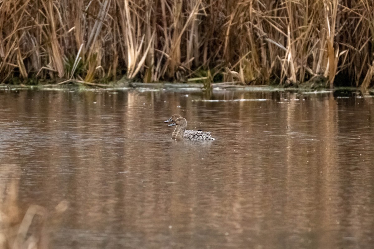 Northern Pintail - ML644610576