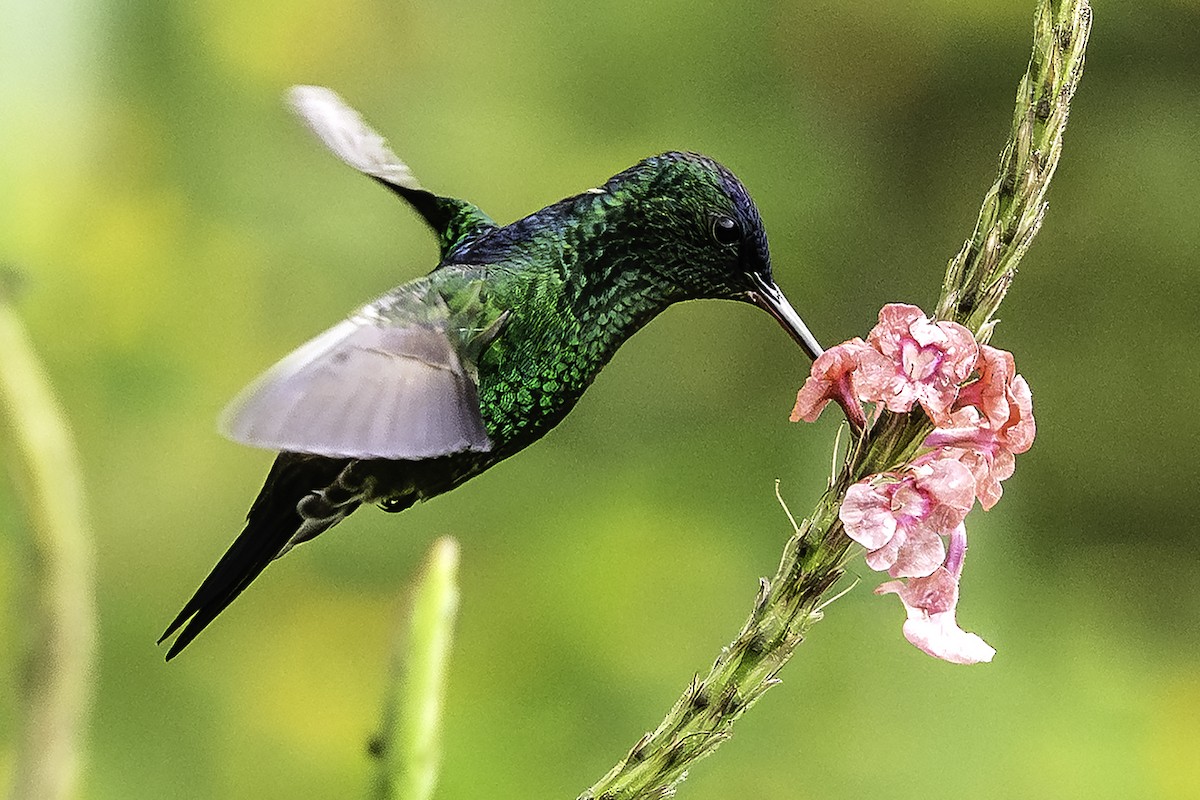 Ariane à front bleu - ML644610579