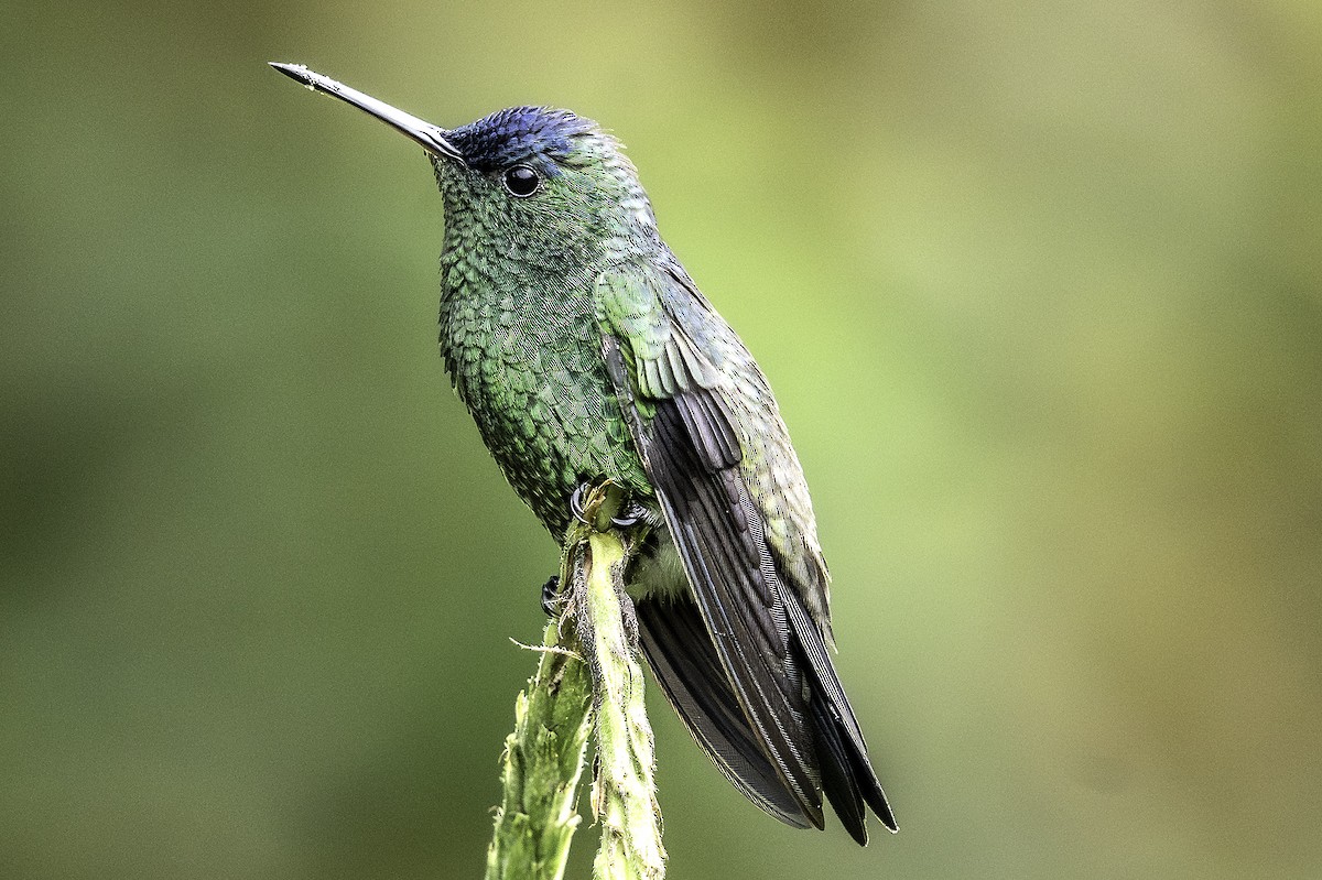 Ariane à front bleu - ML644610580