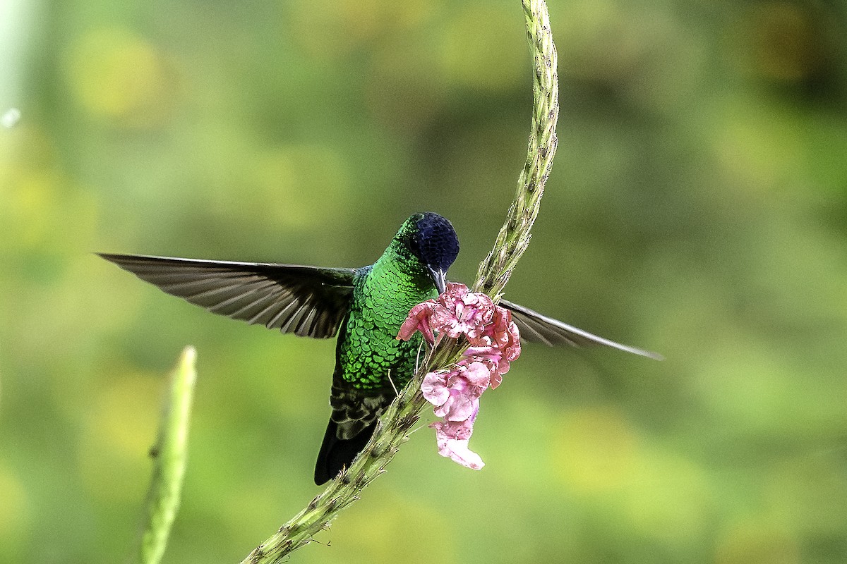 Ariane à front bleu - ML644610581