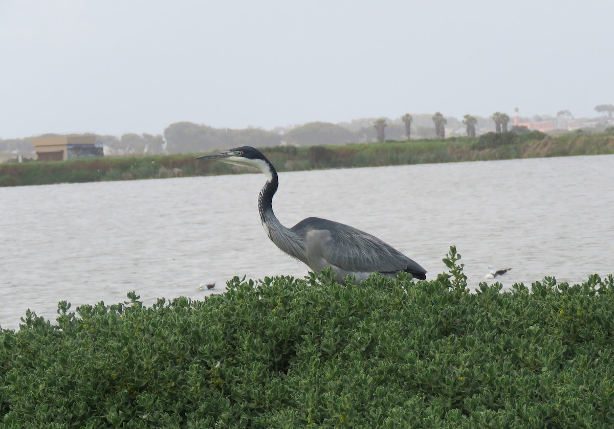 Black-headed Heron - ML644610585