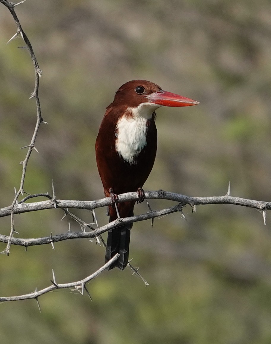 White-throated Kingfisher - ML644610587
