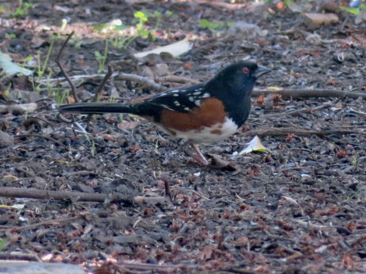 Spotted Towhee - ML644610591