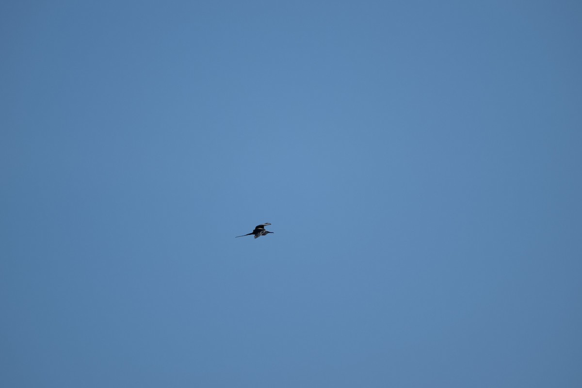 Muhteşem Fregatkuşu - ML644610593