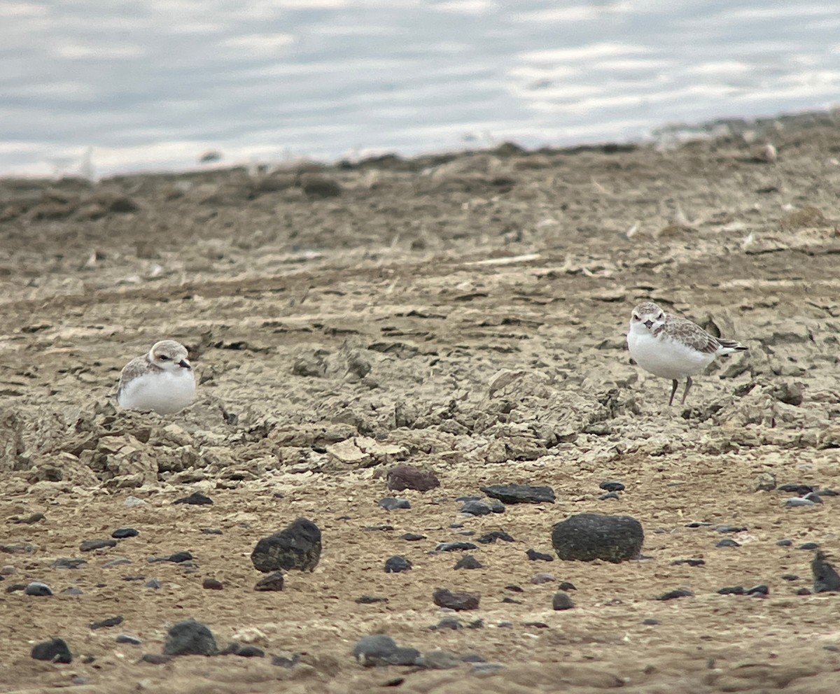 snølo - ML644610594