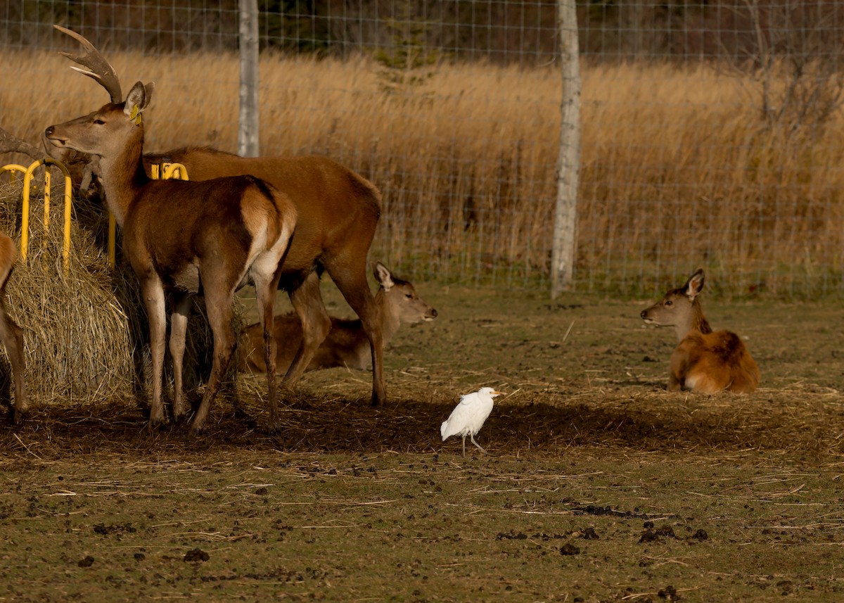 Western Cattle-Egret - ML644610595