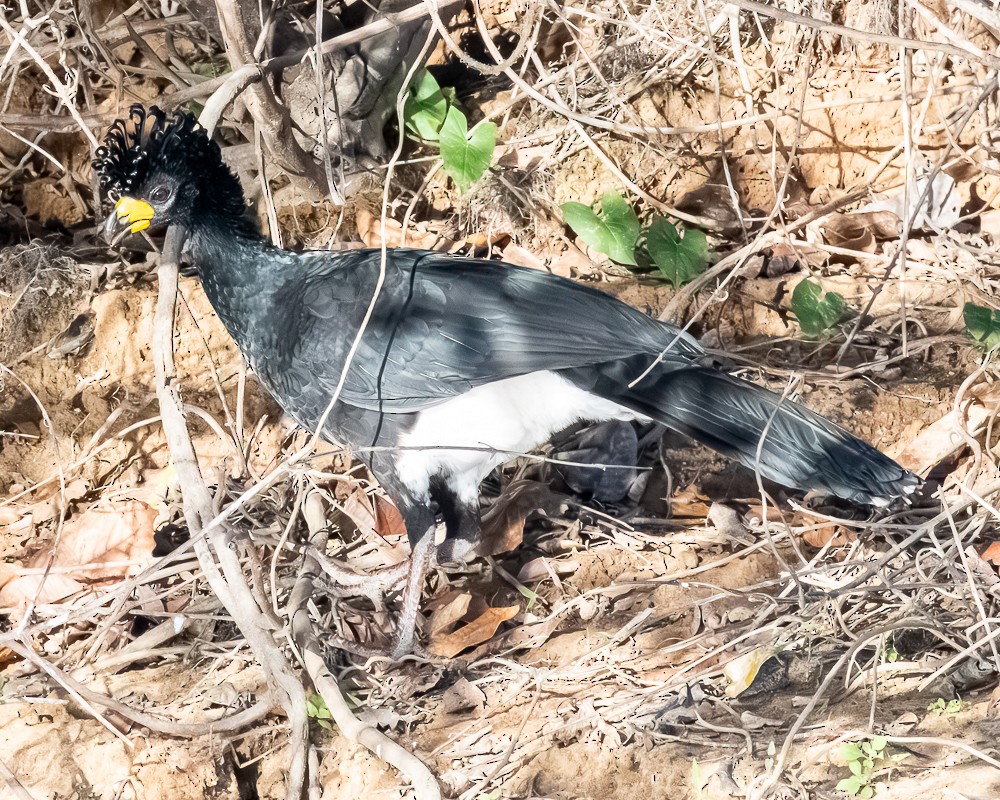 krøllhokko - ML644610601