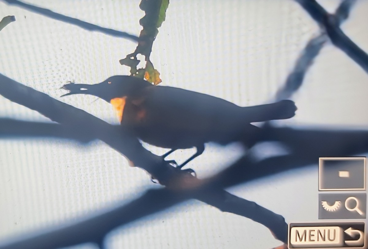 Souimanga d'Adelbert - ML644610613