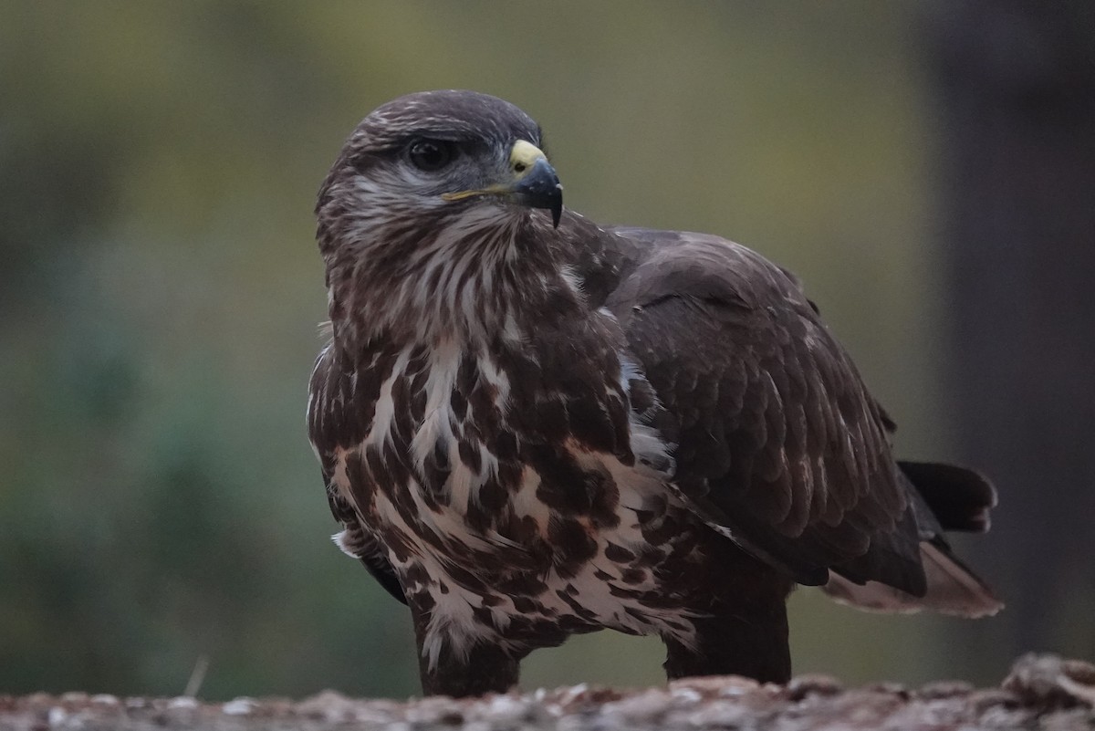Buse variable - ML644610616