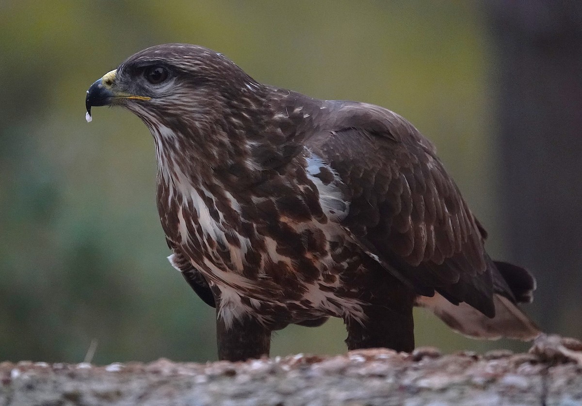 Buse variable - ML644610617