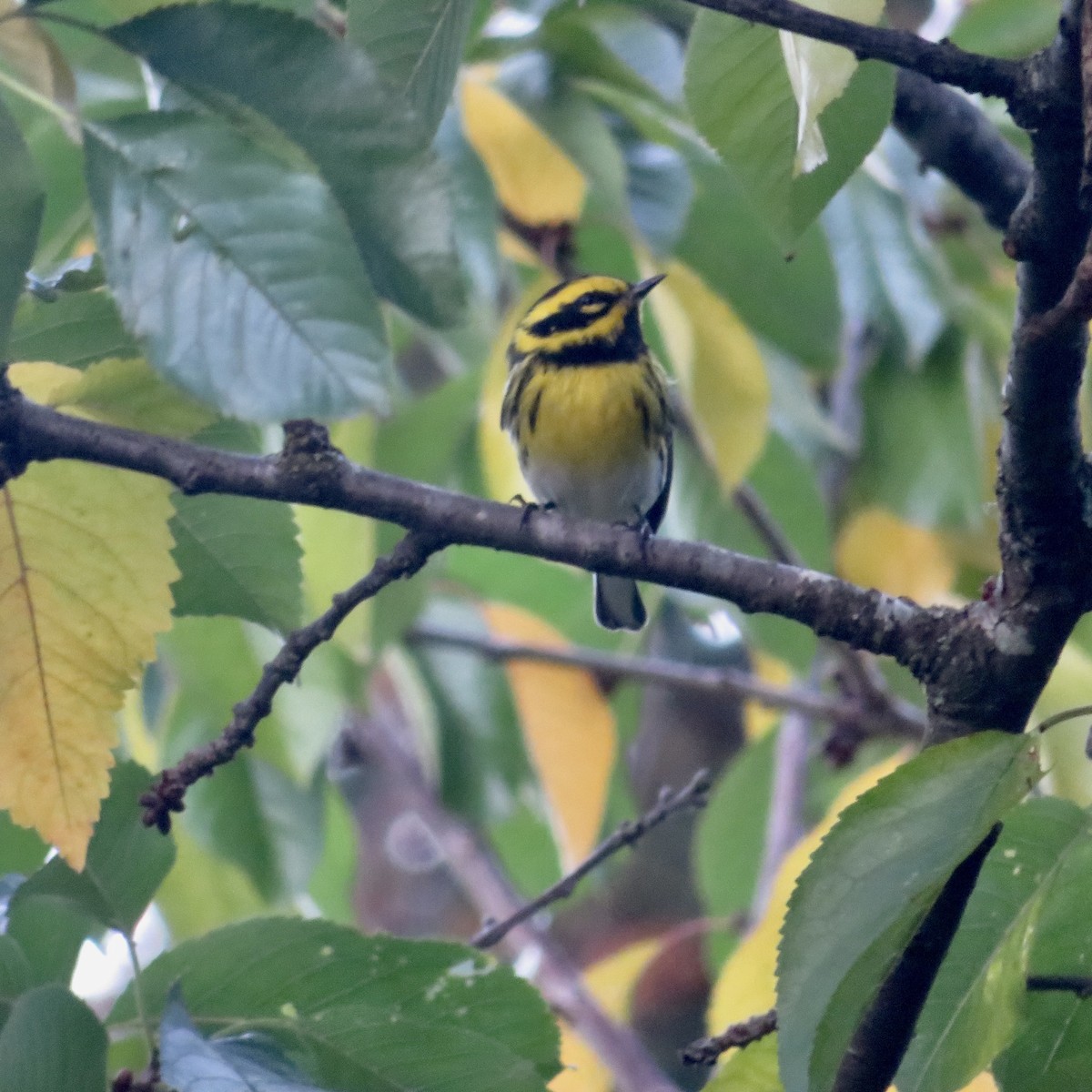 Paruline de Townsend - ML644610627
