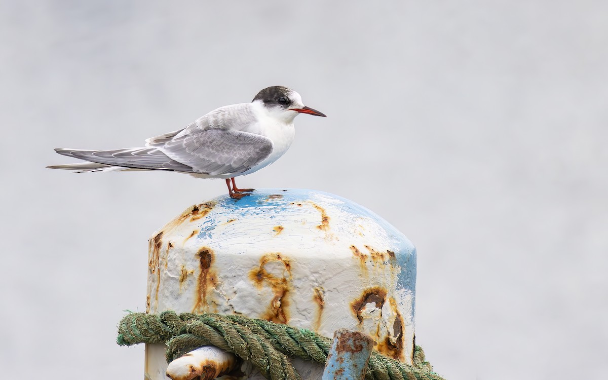 Arctic Tern - ML644610631