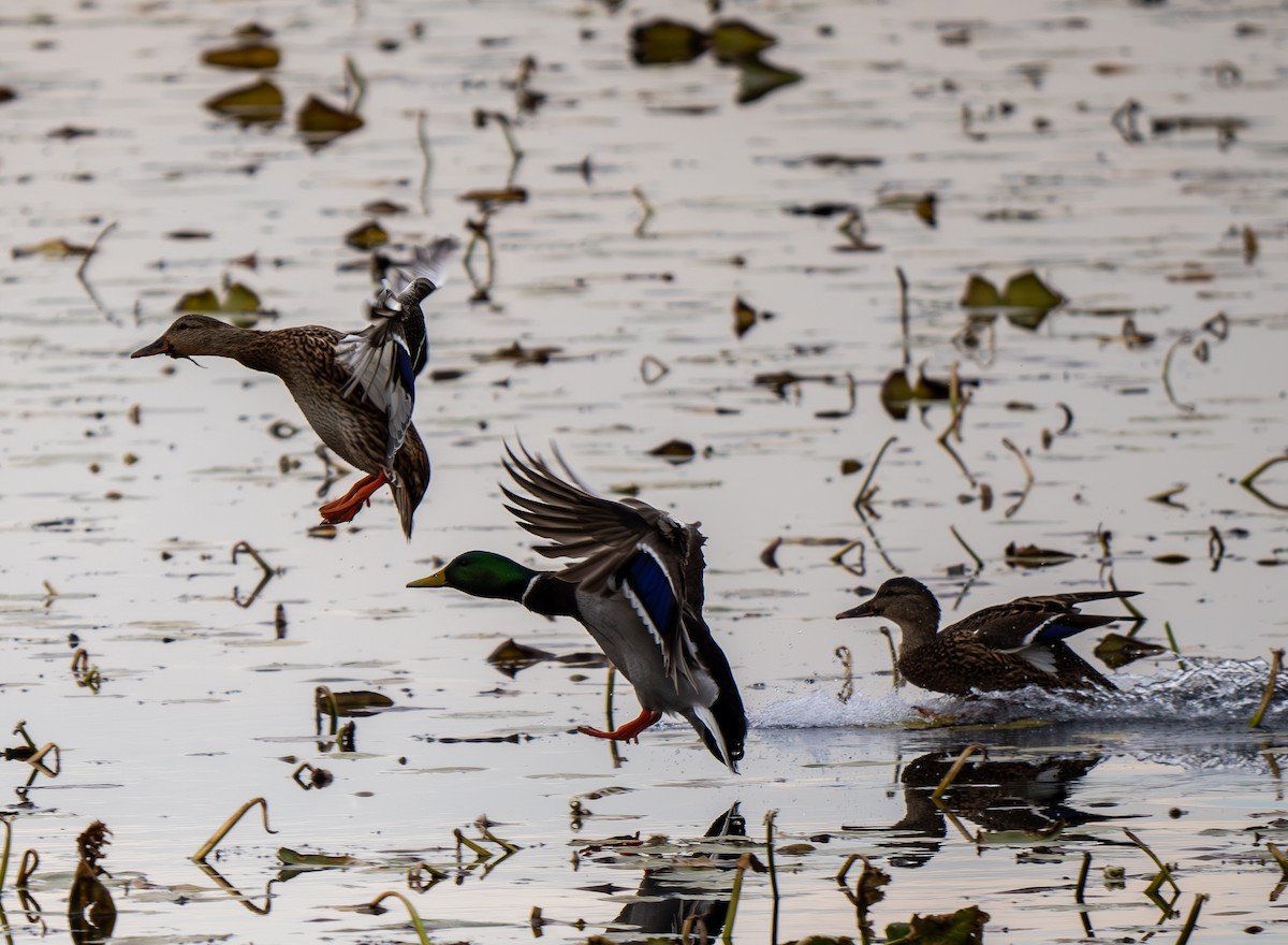 Mallard - ML644610633