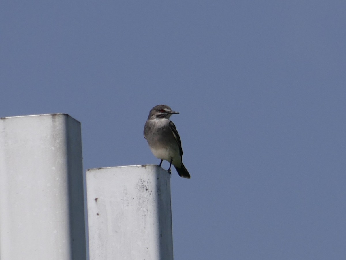 Gray Monjita - ML644610641