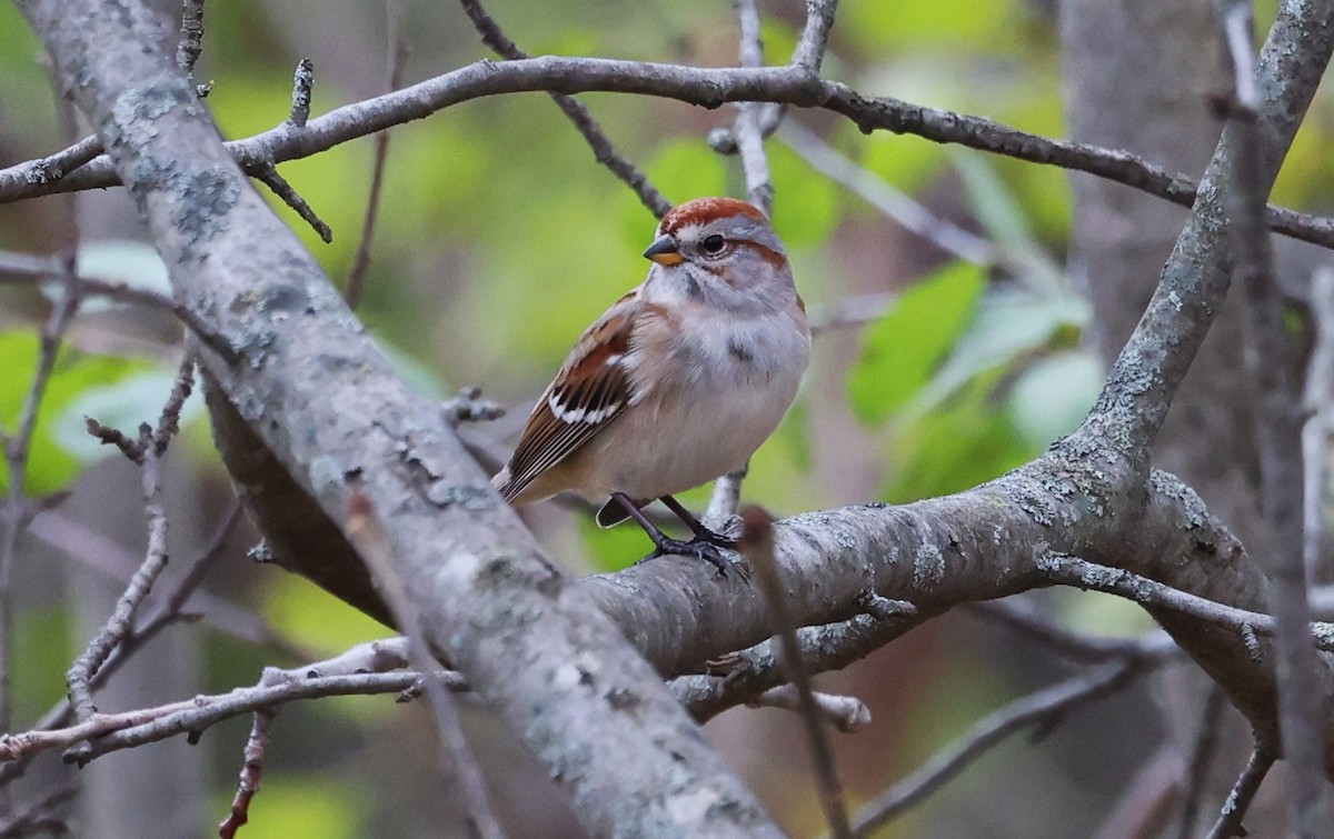 ムナフヒメドリ - ML644610642