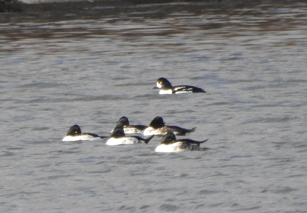 Barrow's Goldeneye - ML644610653