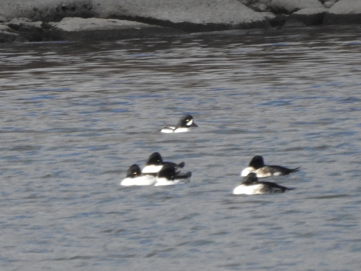 Barrow's Goldeneye - ML644610654