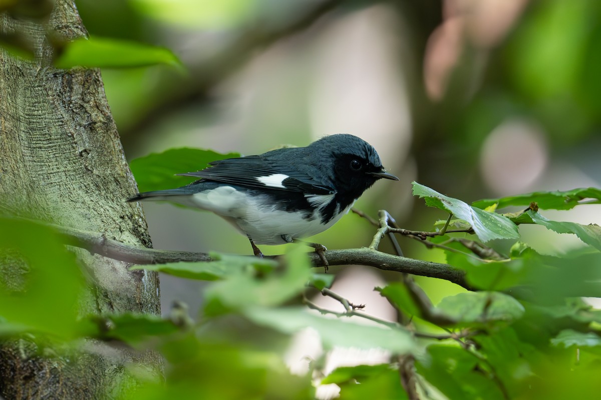 Black-throated Blue Warbler - ML644610661