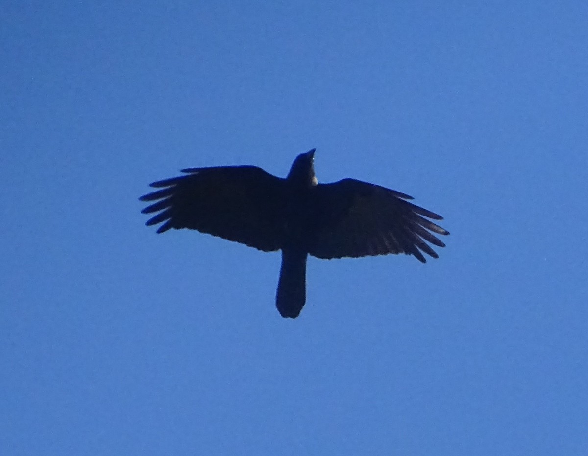 Corvo imperiale - ML644610663