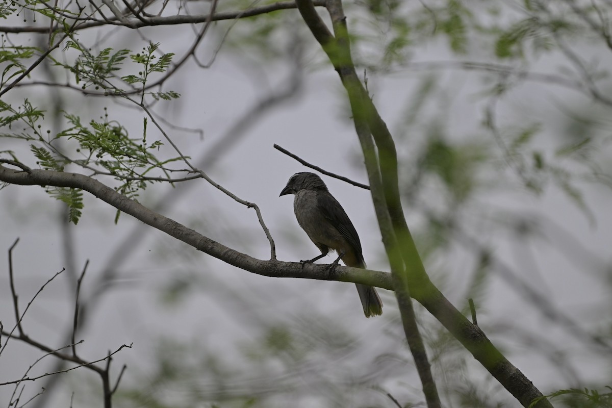 Cinnamon-bellied Saltator - ML644610665