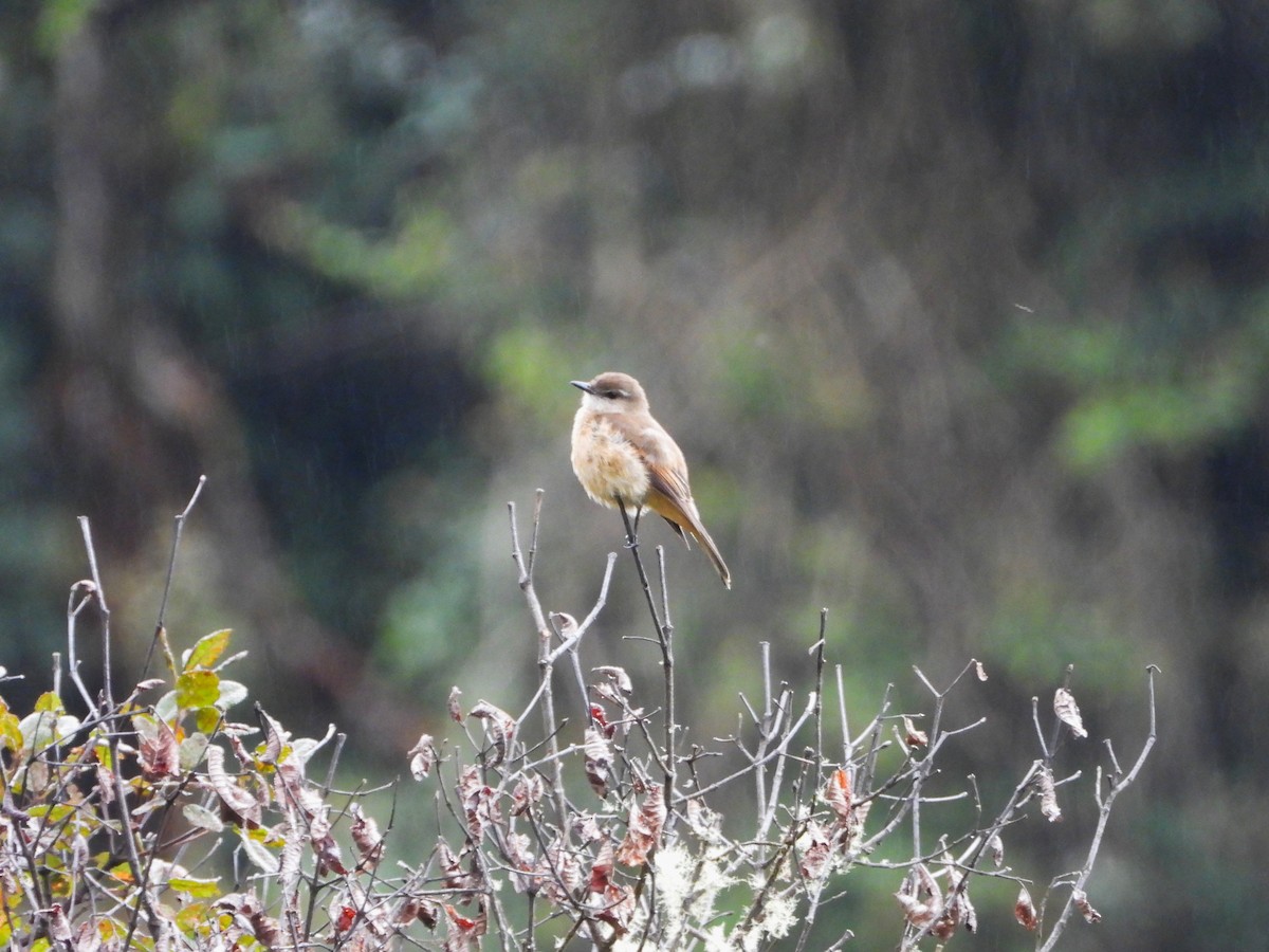 Rufous-bellied Bush-Tyrant - ML644610676