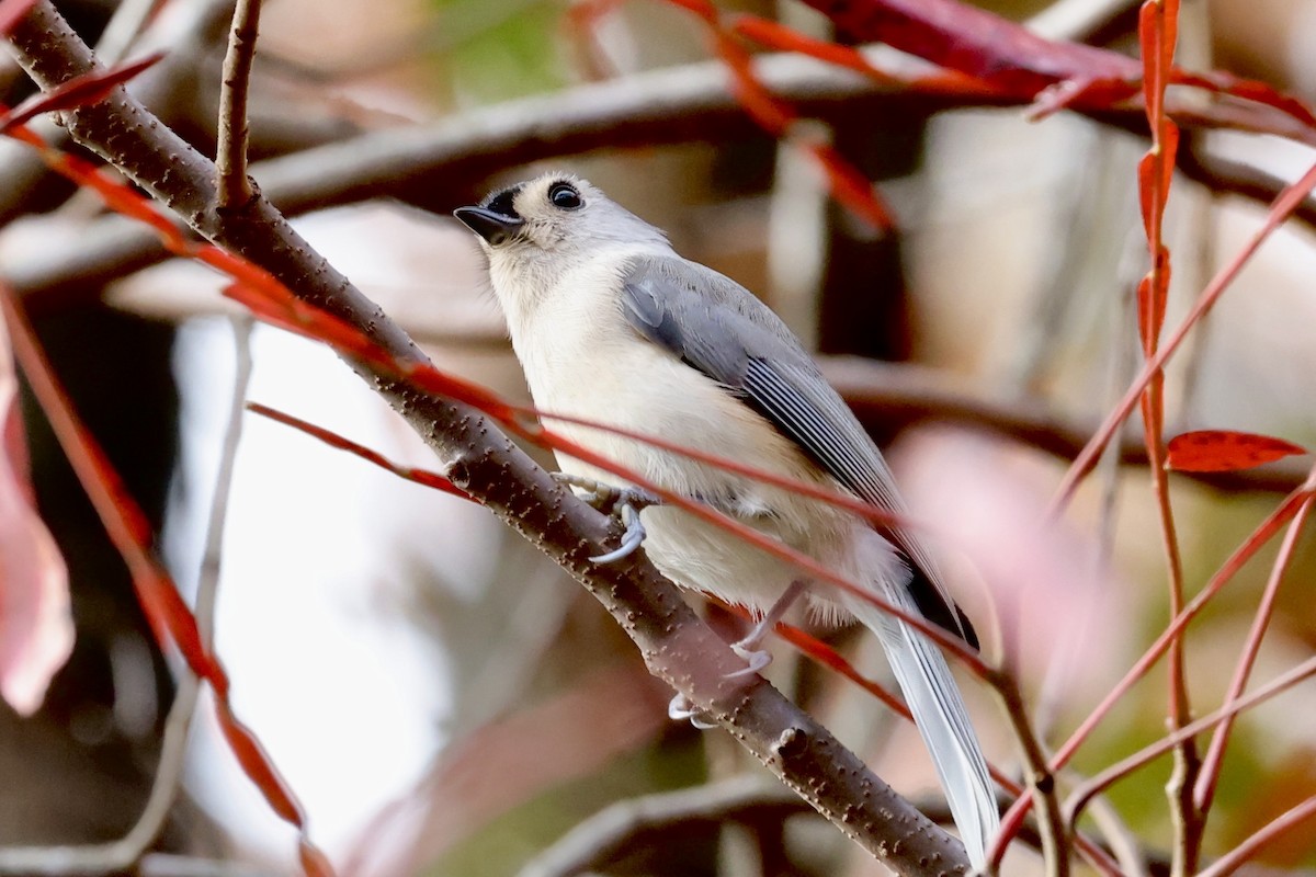 gråduskmeis - ML644610682