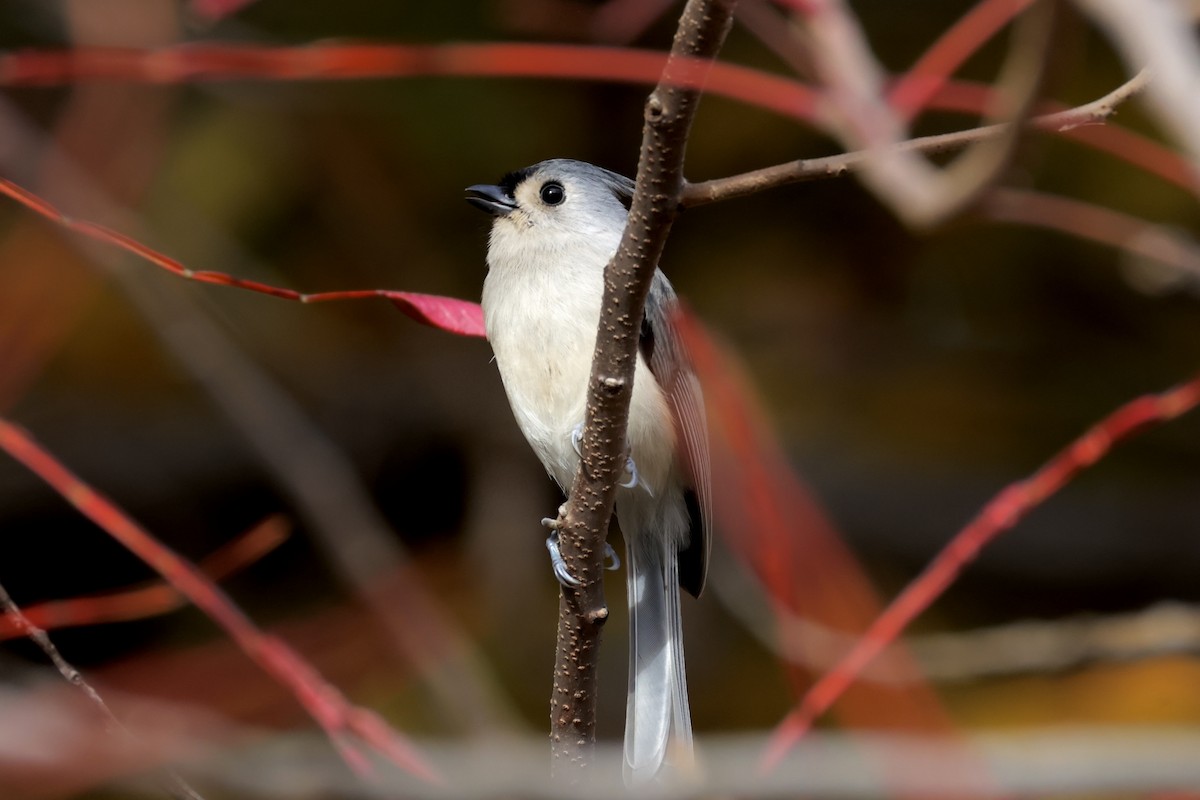 gråduskmeis - ML644610685