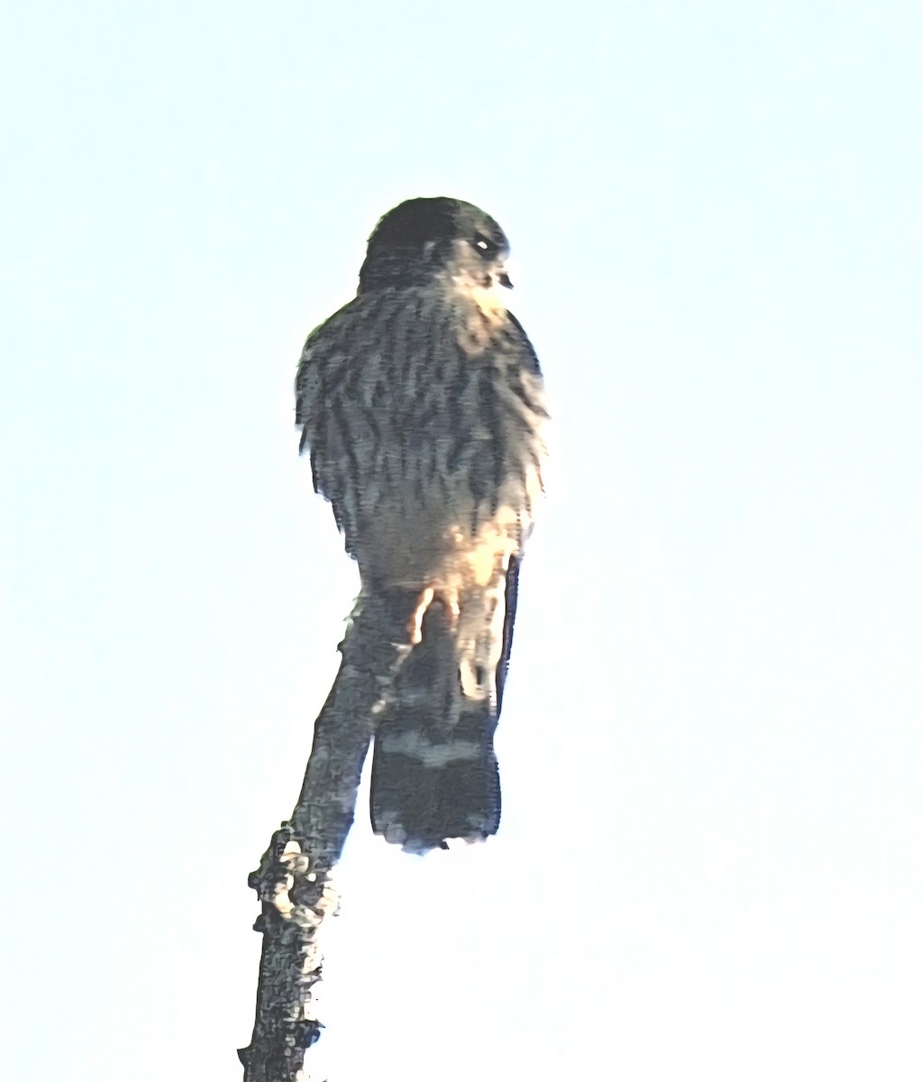 灰背隼 - ML644610687