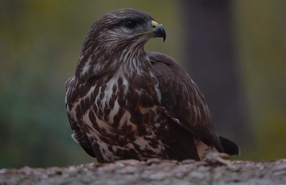 Buse variable - ML644610688