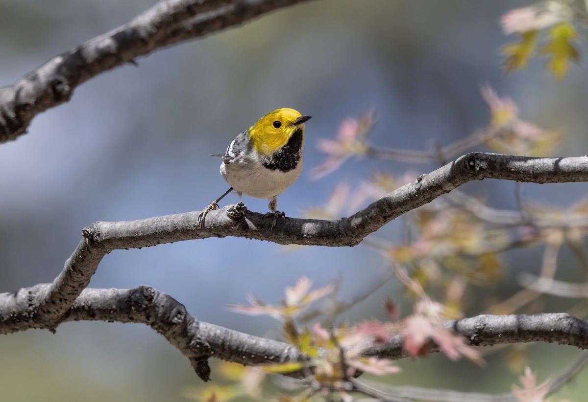 Hermit Warbler - ML644610704