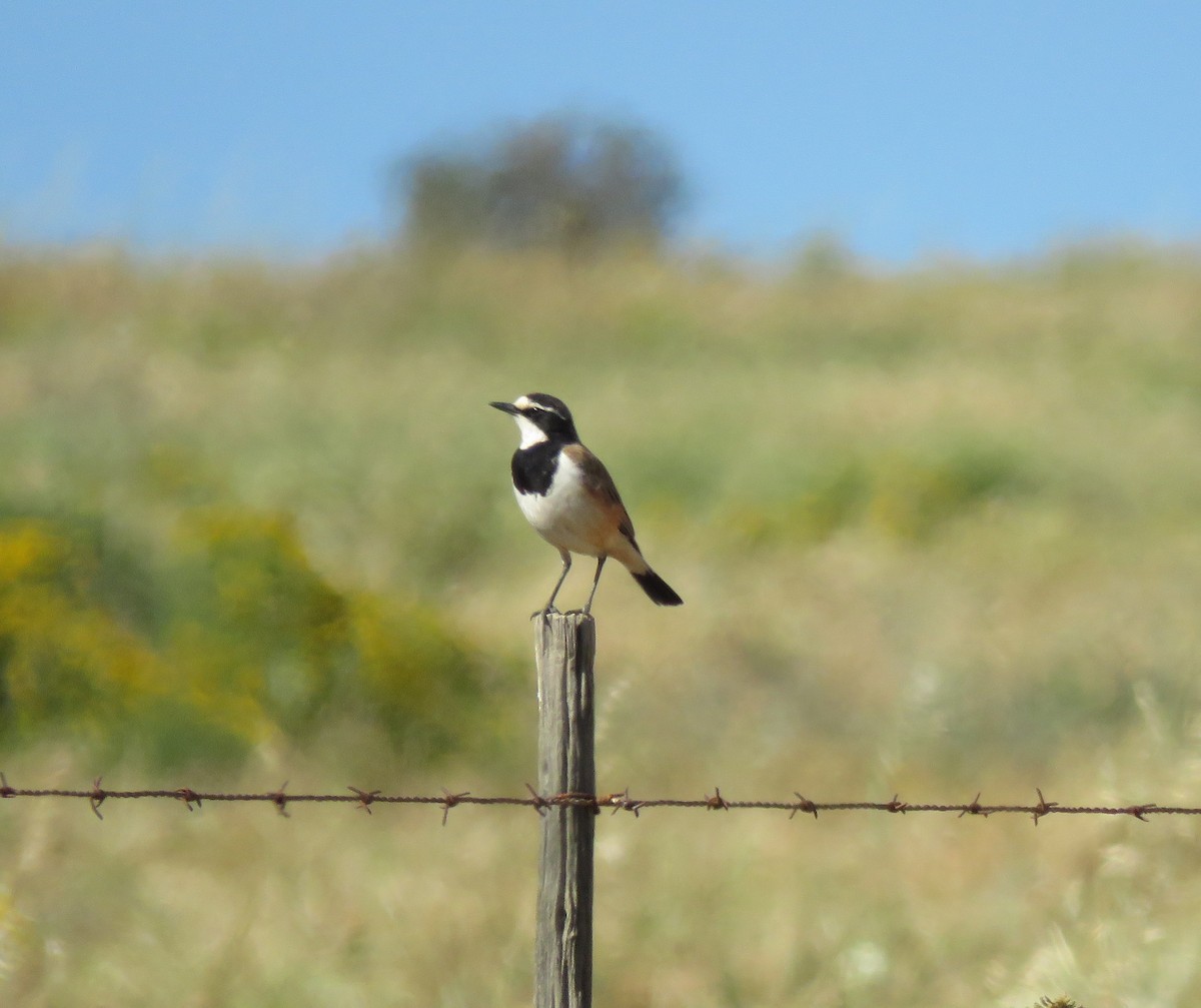 Capped Wheatear - ML644610707