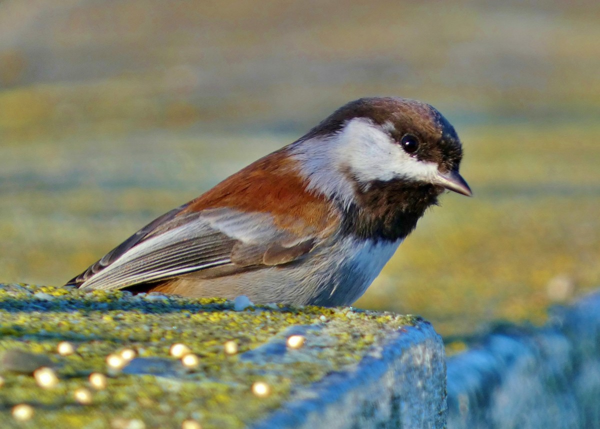 Chestnut-backed Chickadee - ML644610710