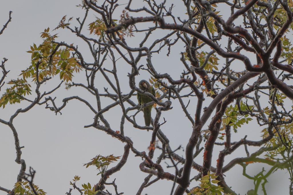 Orange-fronted Parakeet - ML644610721