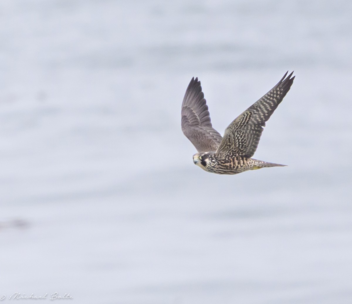 vandrefalk - ML644610724