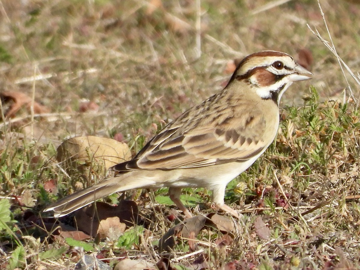 Lark Sparrow - ML644610735
