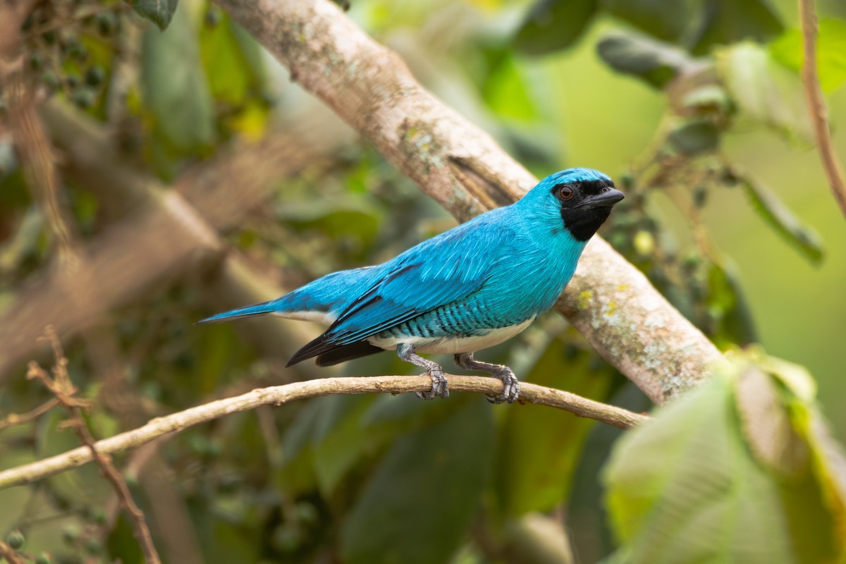 Swallow Tanager - ML644610740