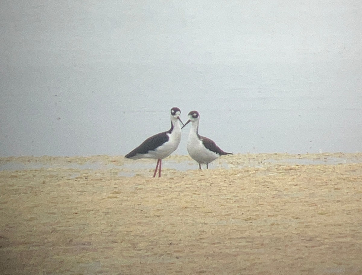 クロエリセイタカシギ - ML644610750