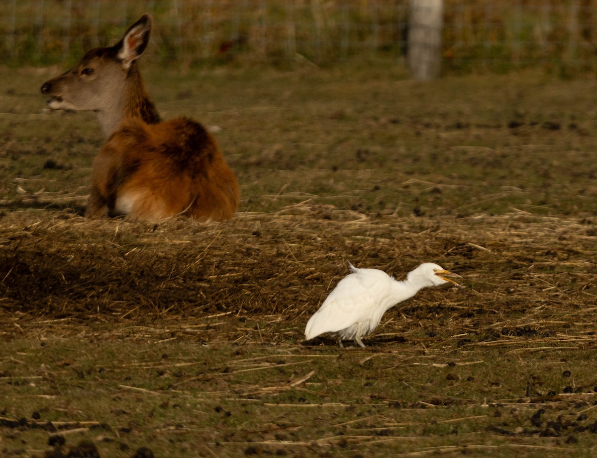 Western Cattle-Egret - ML644610752