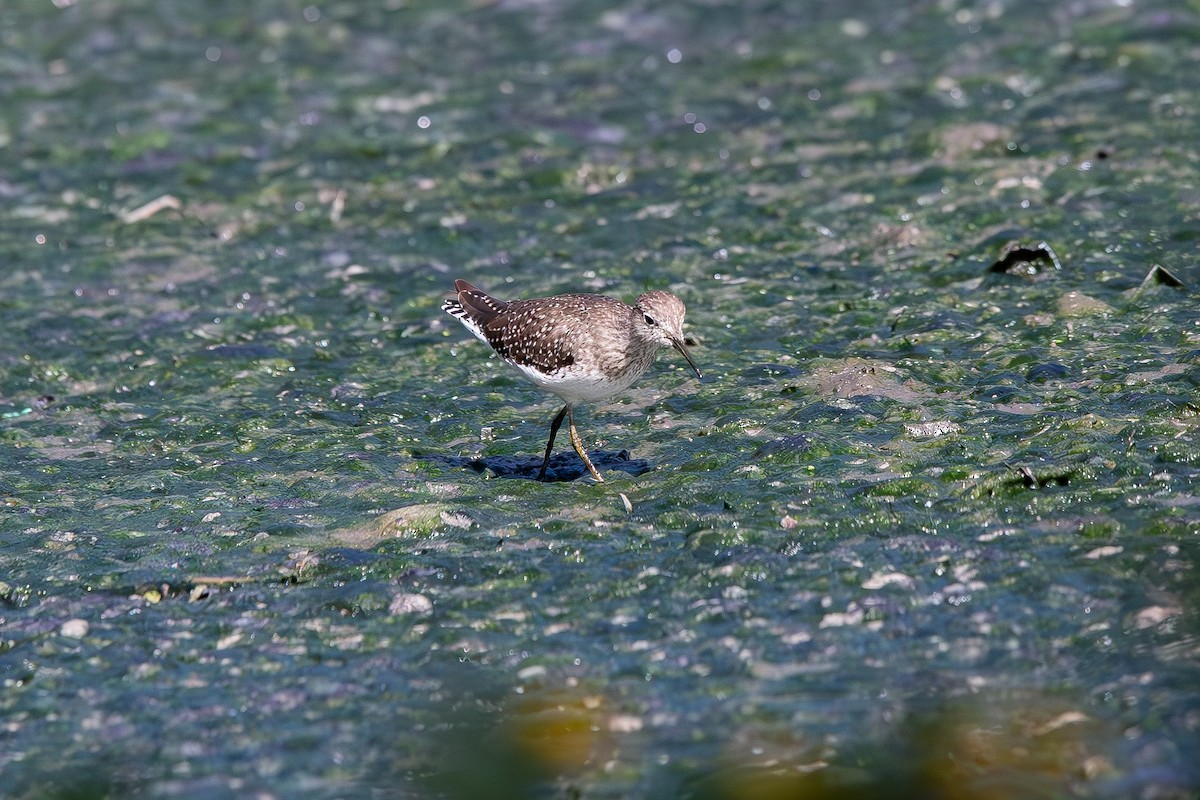 Solitary Sandpiper - ML644610753