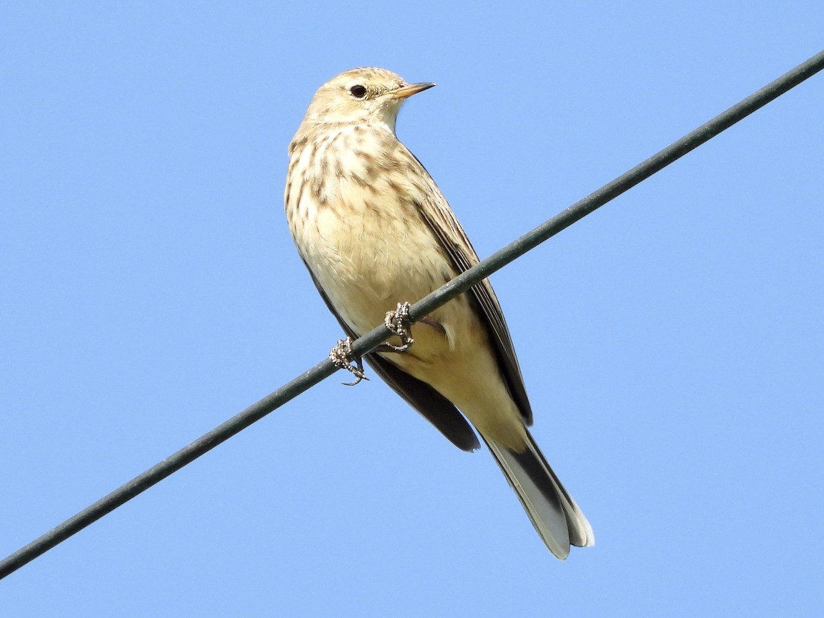 American Pipit - ML644610754