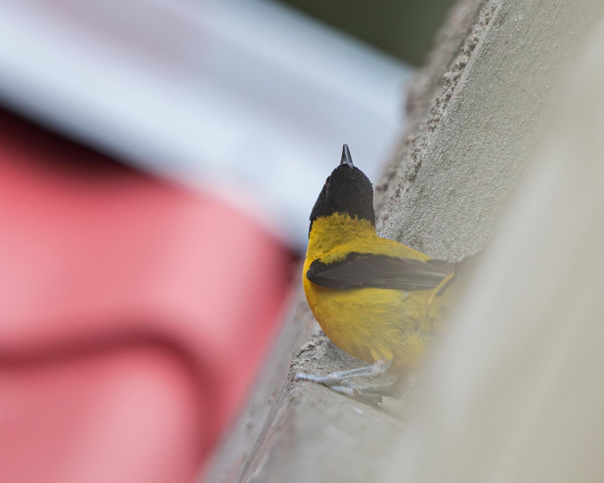 Audubon's Oriole - ML644610755