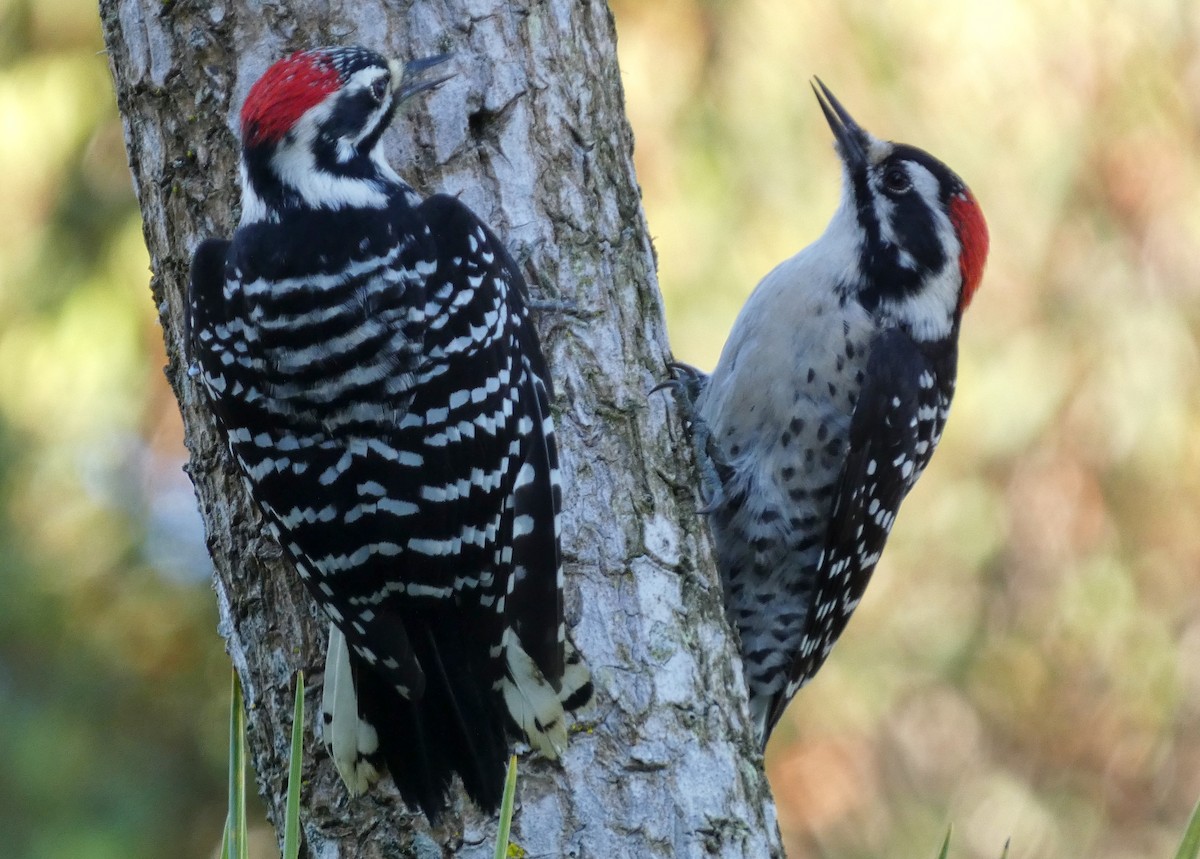 シロハラシマアカゲラ - ML644610762