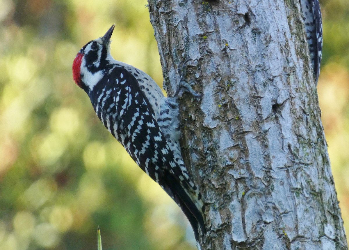 シロハラシマアカゲラ - ML644610764